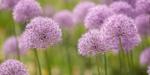 lilac allium flowers blooming in a summer park or garden
