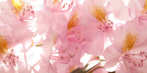 floral background of pink delicate rhododendron flowers