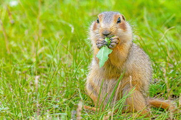 gopher on the lawn on a warm sunny day in summer