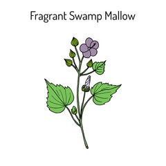 Fragrant Swamp Mallow Pavonia odorata , medicinal plant