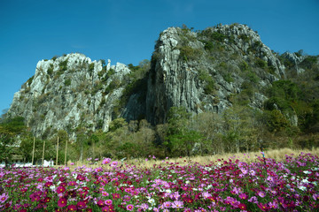 Blumenfeld vor Felsformation in Thailand, Blumen