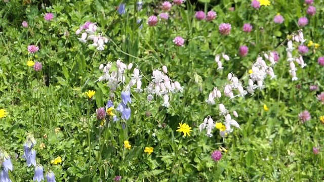 white campion flower blossom at Austrian alps meadow. also blue bell flowers