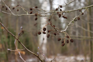 branch of a tree