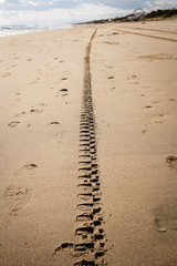 Tyre tracks disappearing into the horizon on a golden sand beach. Puglia region, Italy