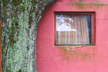 old window and tree