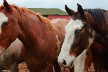Horse