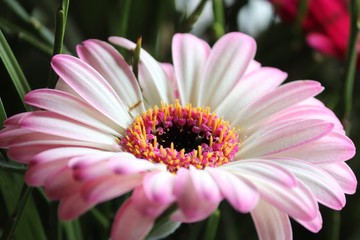 Obraz premium Blüte einer Gerbera mit pink als Nahaufnahme
