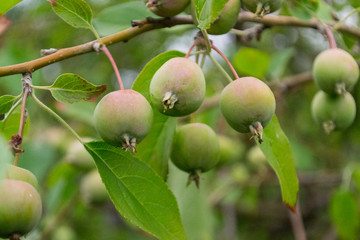 Green apples on a tree with green blurred garden as a background.