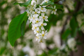 Branches of a white blooming bird cherry tree with green leaves, white flowers and buds on blurred spring