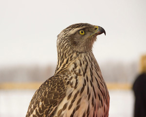 Falconry falcon hunting bird