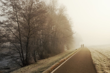 Fog morning path forest frost