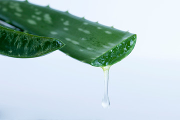 aloe vera plant for wellness skin care