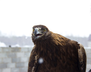  hunting bird golden eagle before hunting