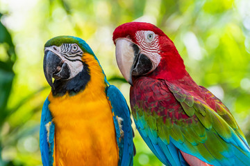 Blue and Gold Macaw or Ara Ararauna and Green Winged Macaw or Ara Chloroptera cute pets colorful...