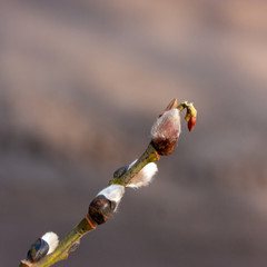Spring natural background with willow branch and fluffy buds under the rays of the morning sun.