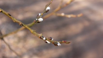 Spring natural background with willow branch and fluffy buds under the rays of the morning sun.