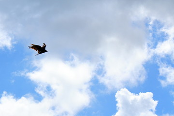 bird in the sky