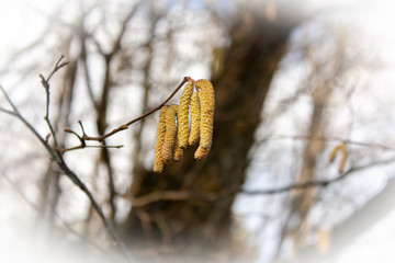 Spring background. A branch of blooming birch on a blurred background.