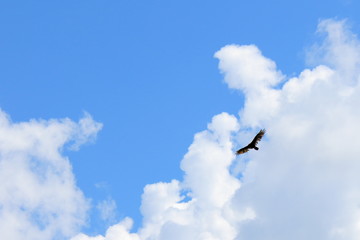 bird in the sky
