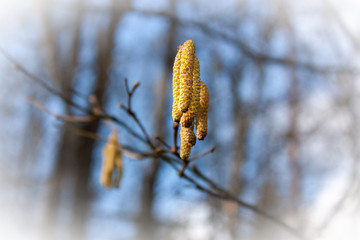Spring background. A branch of blooming birch on a blurred background.