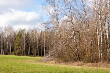 Obraz premium Spring landscape. A green field, the edge of the forest and a broken tree against a blue sky with white clouds.
