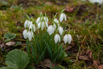 A bush of white snowdrops swinging in the wind against last year's grass.