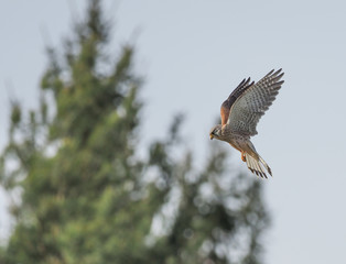 eagle in flight