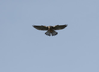 eagle in flight