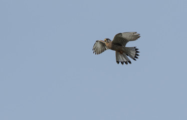 osprey in flight