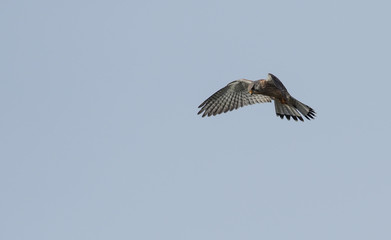 bald eagle in flight