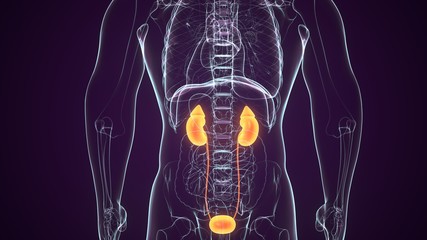 3D Illustration of Human Urinary System Kidneys with Bladder Anatomy