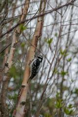 oiseau noir et blanc