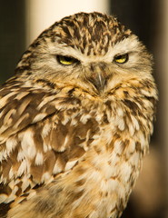 Burrowing Owl Close Up Portrait