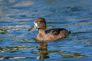 Adult female tufted duck swimming in water