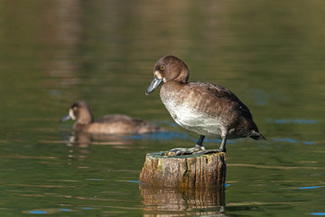Adult female tufted duck standing on the column