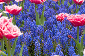 Muscari flower bed with pink tulips. Pink tulips and blue muscari.