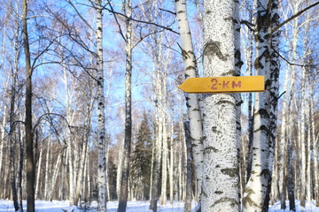 Pointer arrow 2 km on a birch. Winter competitions in the forest.
