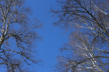 The tops of birches against the blue sky in the winter forest.