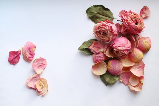 Composition of dried dusty pink rose flowers and rose leaves. Color and black and white image.