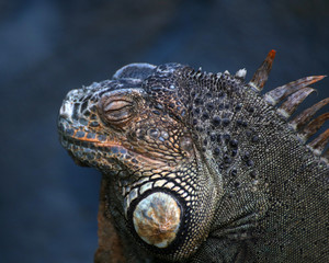 iguana in zoo