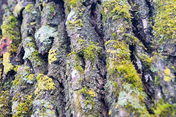 the bark of an old tree is overgrown with moss and lichens