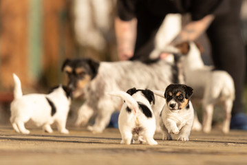 Young Whelp 6 weeks old . Beautiful Jack Russell Terrier mom dog with puppy. Bitch educates pups.