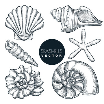 Seashells collection. Vector hand drawn sketch illustration. Summer travel design elements. Sea shells vintage icons set