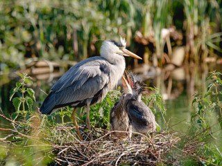 Graureiher mit zwei lauten Kücken im Nest