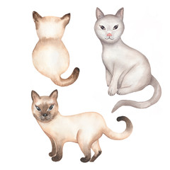 Watercolor cat clipart, animals illustration. domestic animal. Hand painted pet.