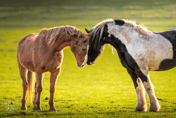 Horses sunset