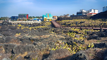 제주 월령리 선인장 군락지