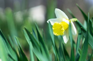 Spring photo for mockup. Daffodil flower. Narcissus.