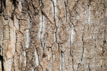 Close-up texture of tree bark