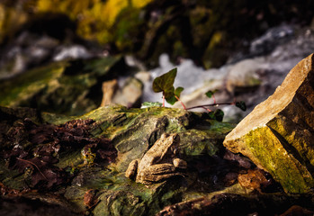 A frog on a stone basks in the warm rays of the spring sun